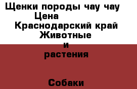 Щенки породы чау-чау › Цена ­ 10 000 - Краснодарский край Животные и растения » Собаки   . Краснодарский край